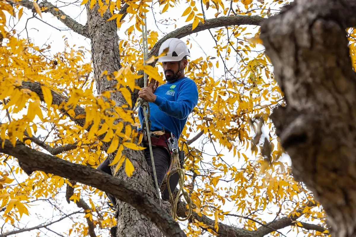 Skilled Tree Trimming crew working in Wise River